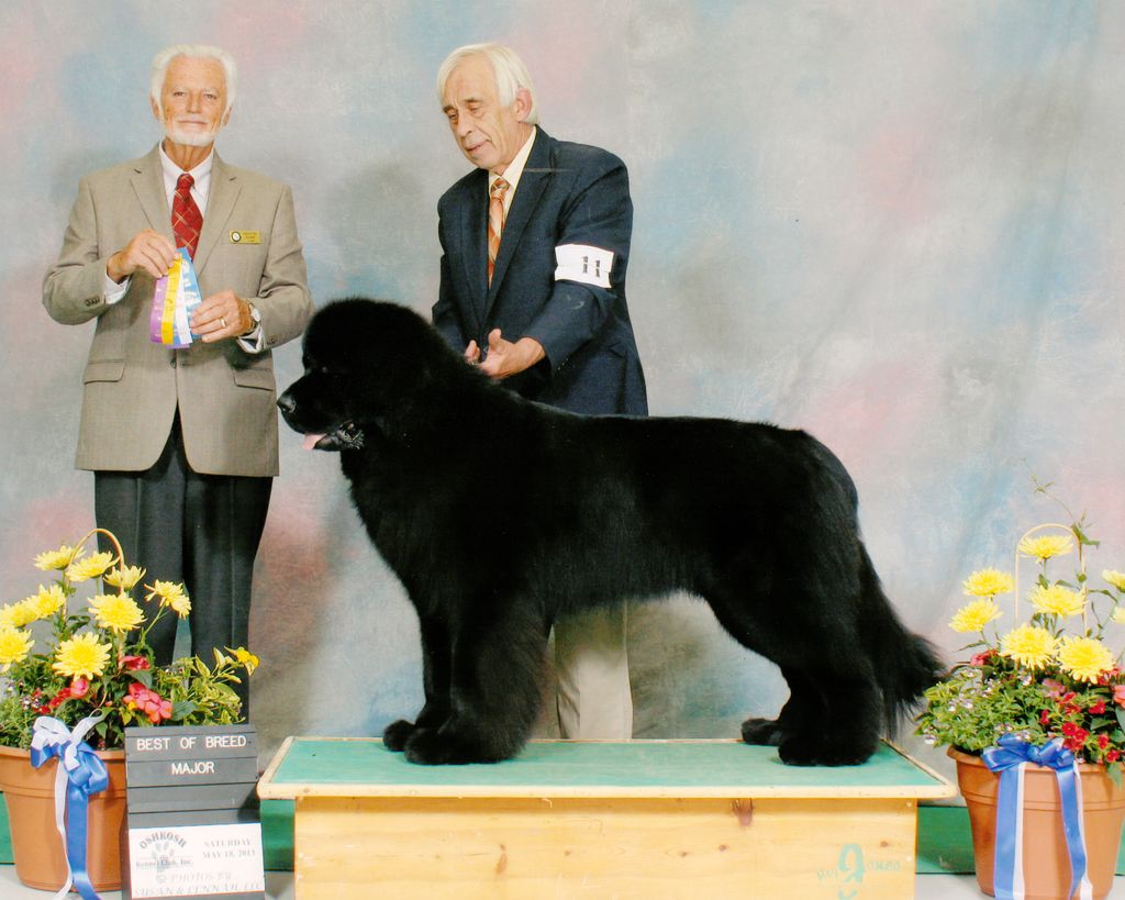 35 Years Showing, breeding and training Newfoundla