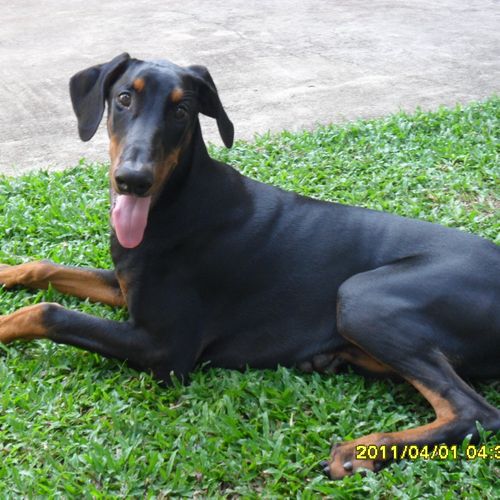 This is Simba. Aggressive Doberman who wants to pl