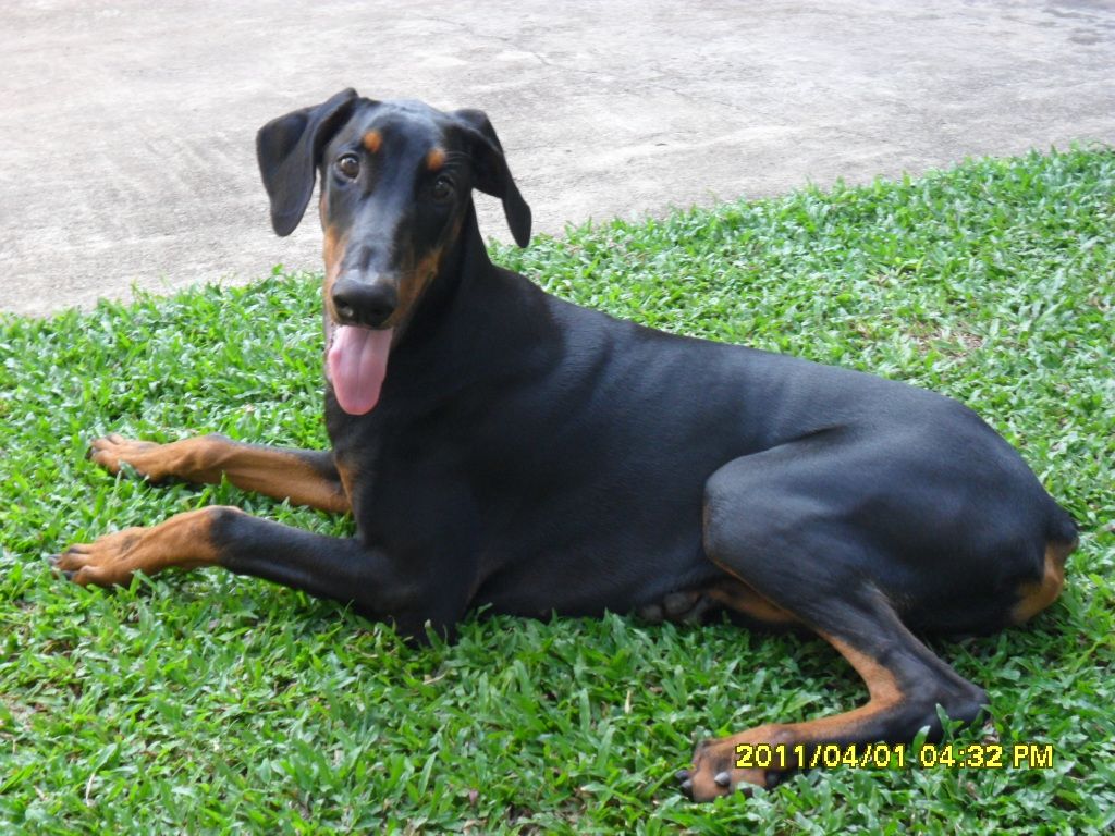 This is Simba. Aggressive Doberman who wants to pl