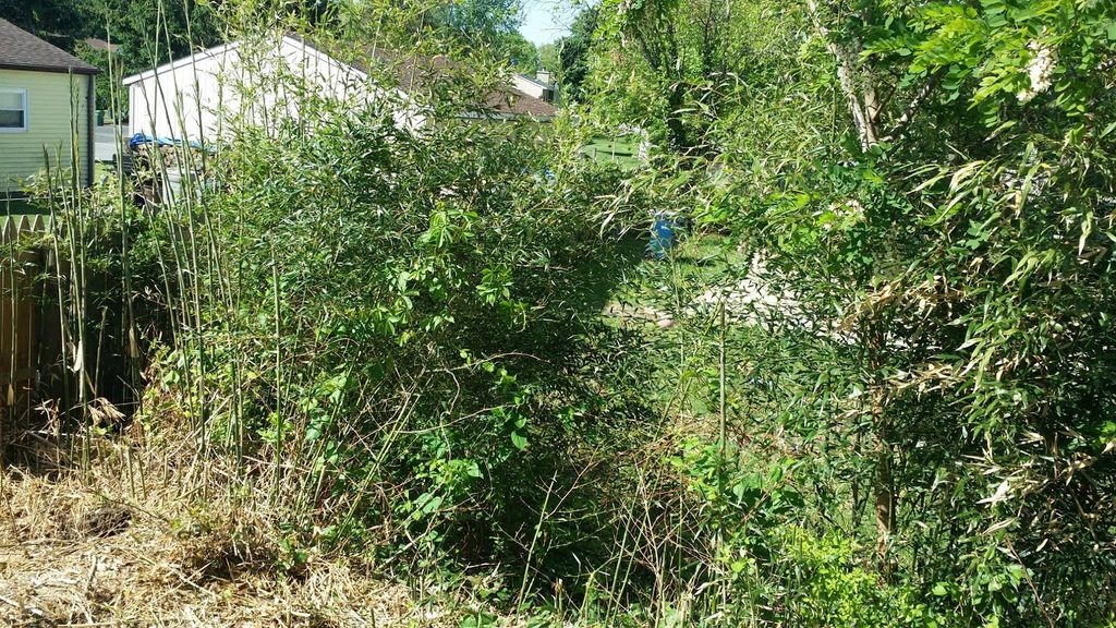 bamboo and trees before