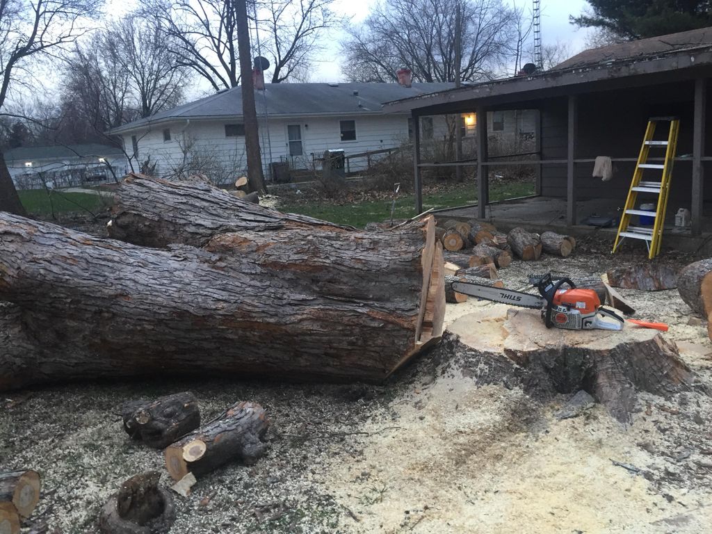 Large silver maple removal in Sandwich, IL