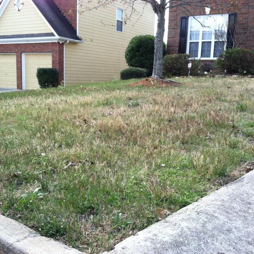 BEFORE: Untreated weeds with no fertilization.