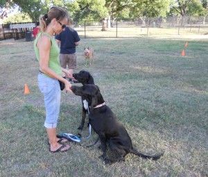 Dog Manners 101