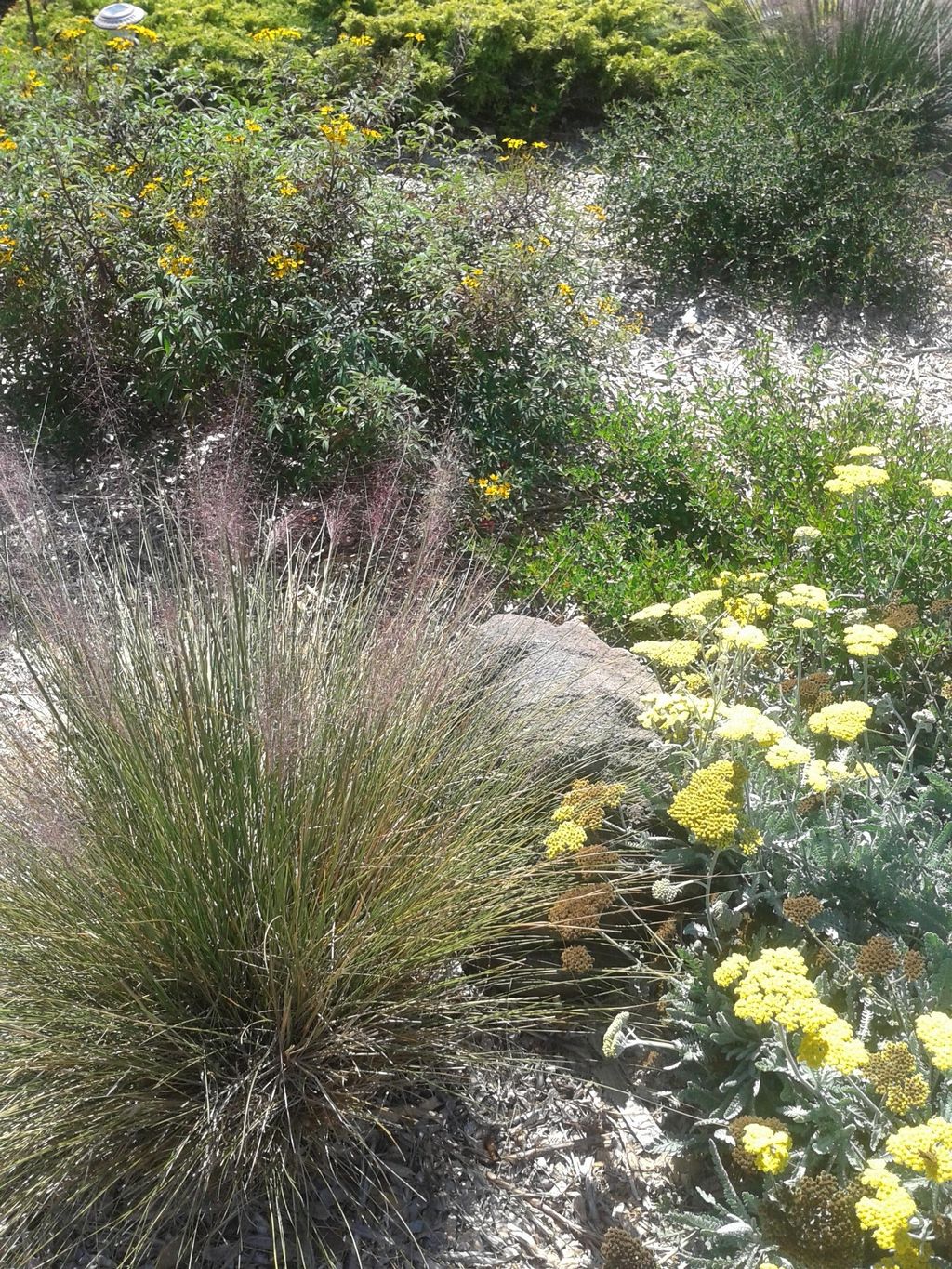Native plants are already happy here without extra