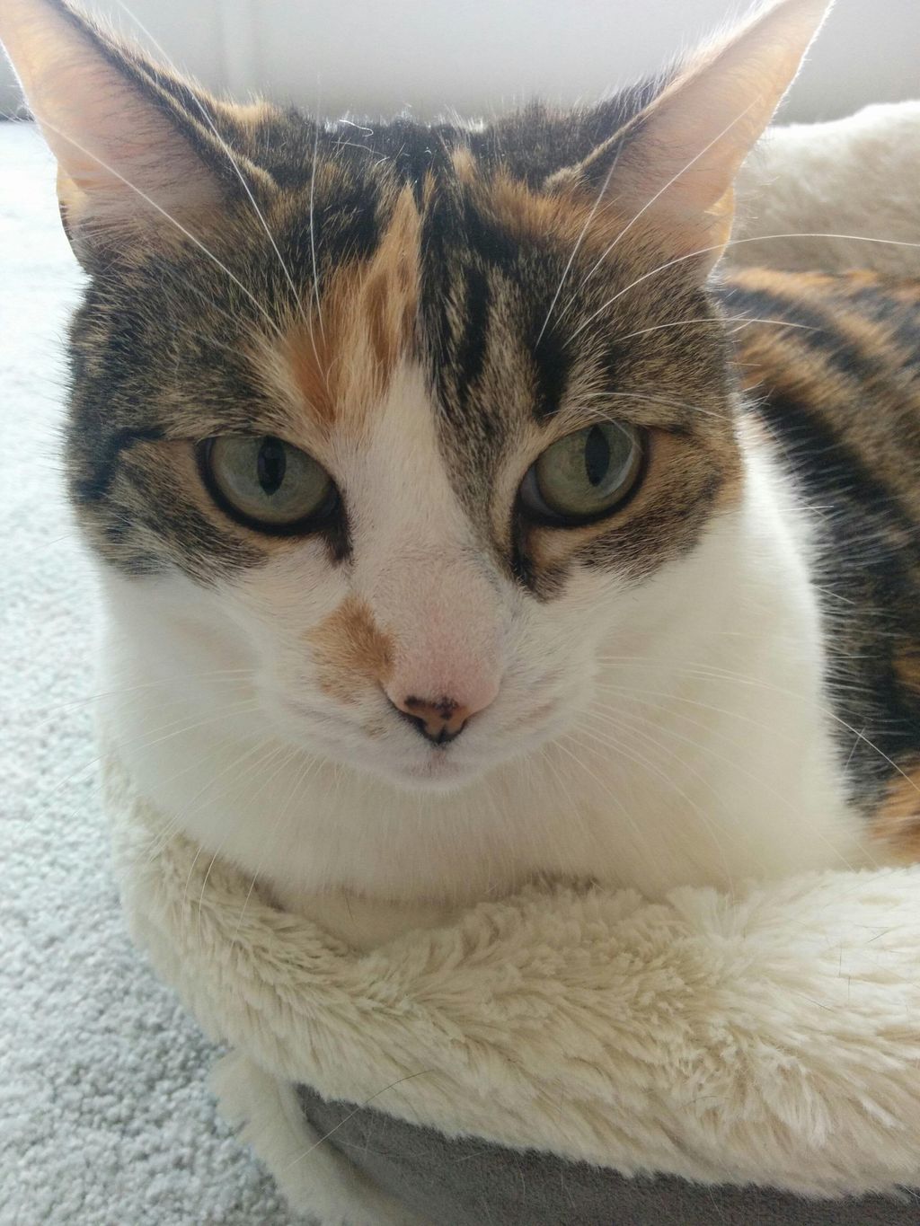 This is Princess Penny, she is such a sweet girl..