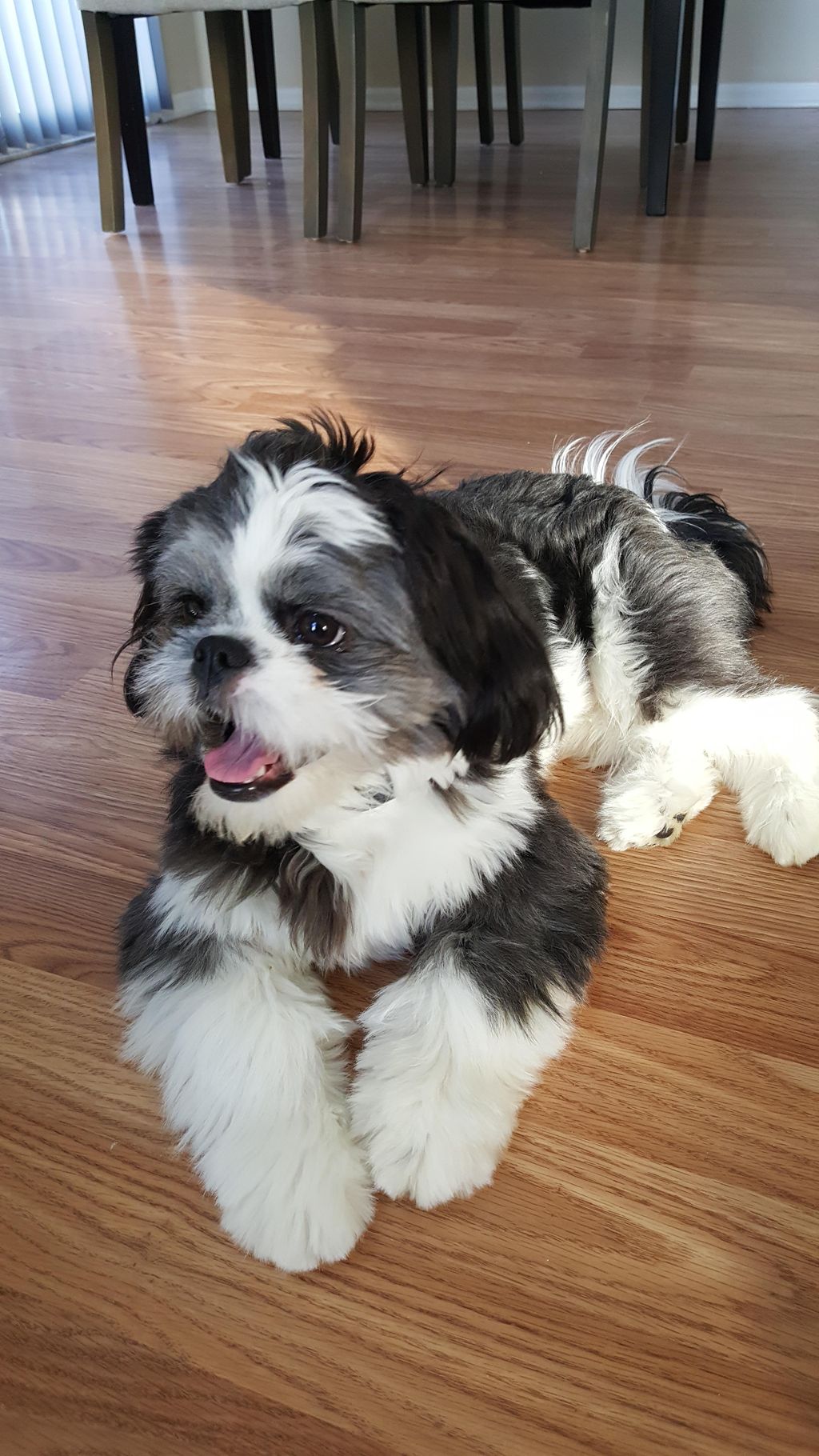 Oreo is the cutest little puppy who enjoys fetch a