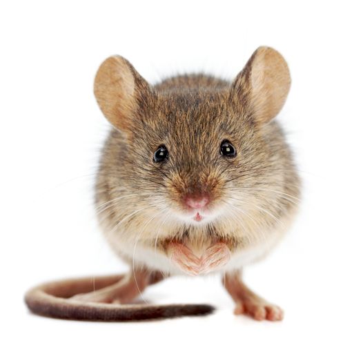 TGPC offers several options for controlling mice a
