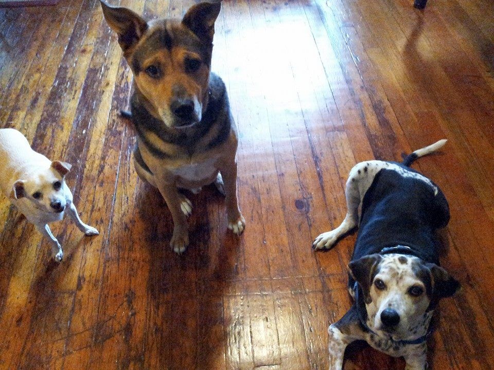 Tico, Judd, and Doggie. 