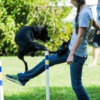 Foothills Canine Training