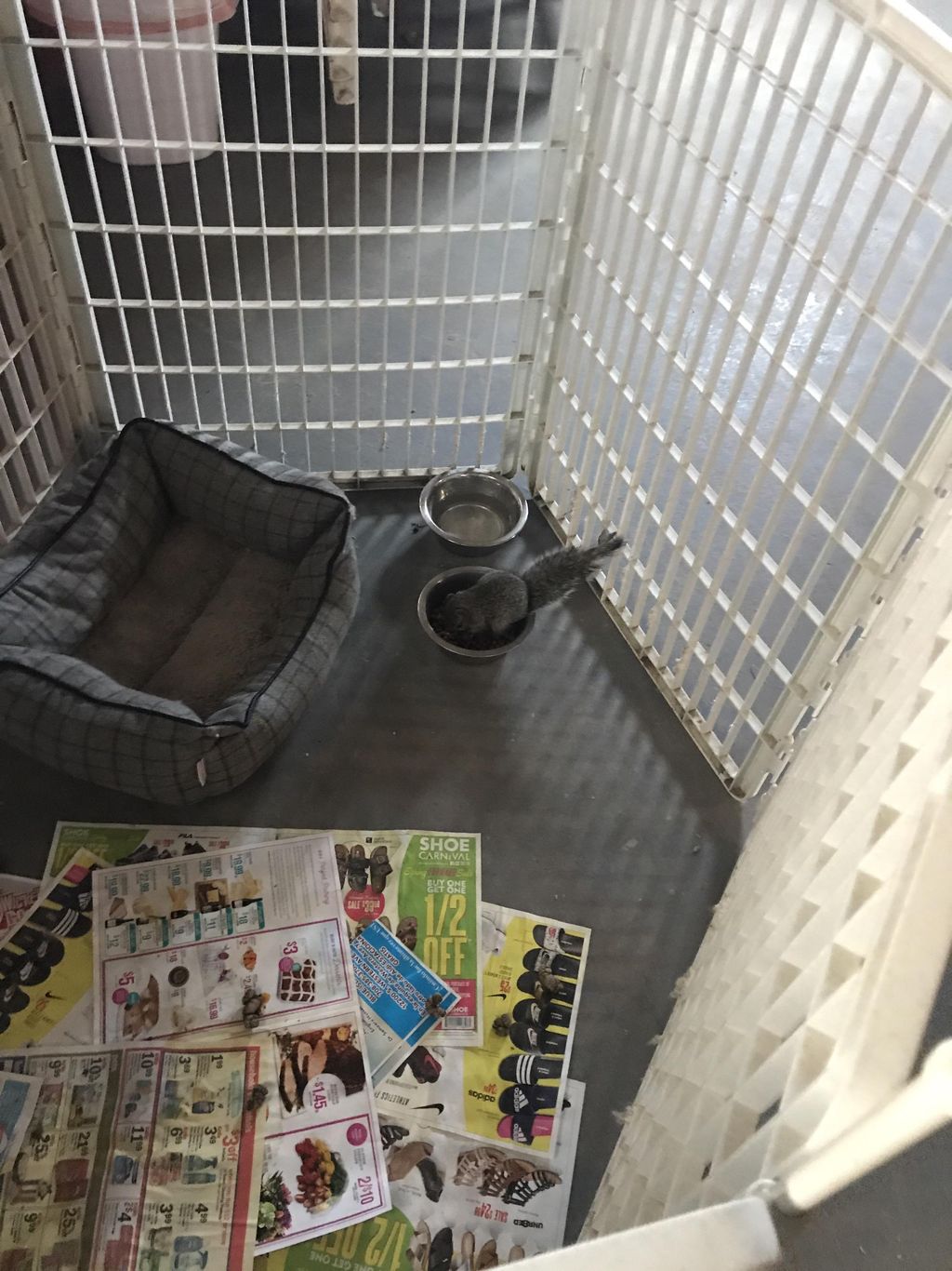 Customer called about a rat in the basement. Turne