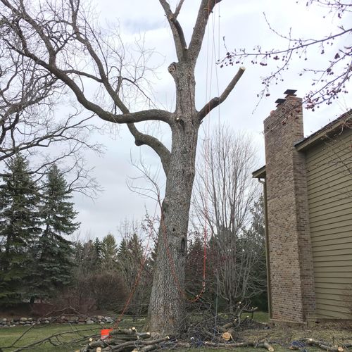 Complete tree removal.