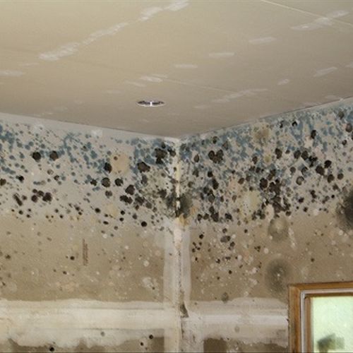 One of the worst mold jobs we have ever done