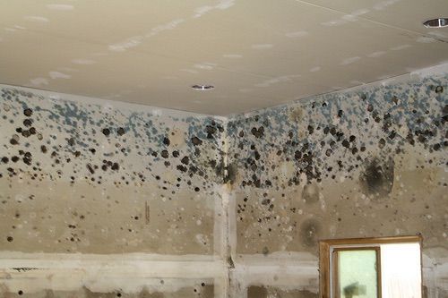 One of the worst mold jobs we have ever done