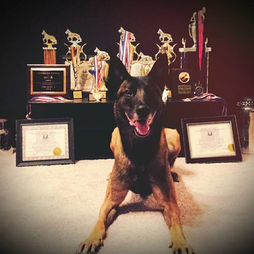 My dog Sev and his accomplishments