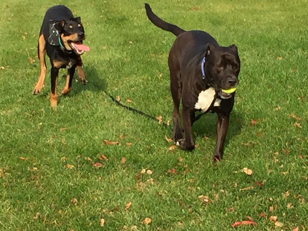 Exercise and play