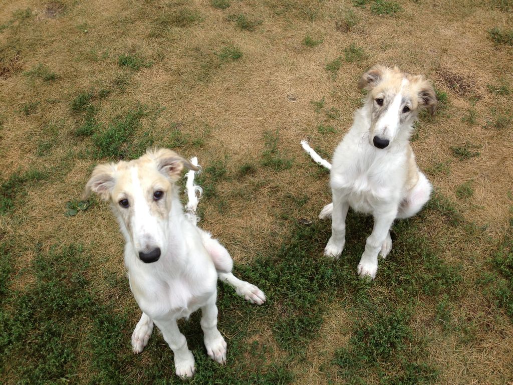 The babies - Alibi and Shrimpy