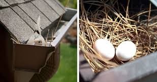 Birds love to build their nest in rain gutters..