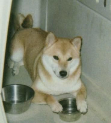 Kitsuni holding onto her bowl
