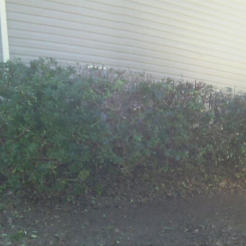 Was 7'
 Bushes