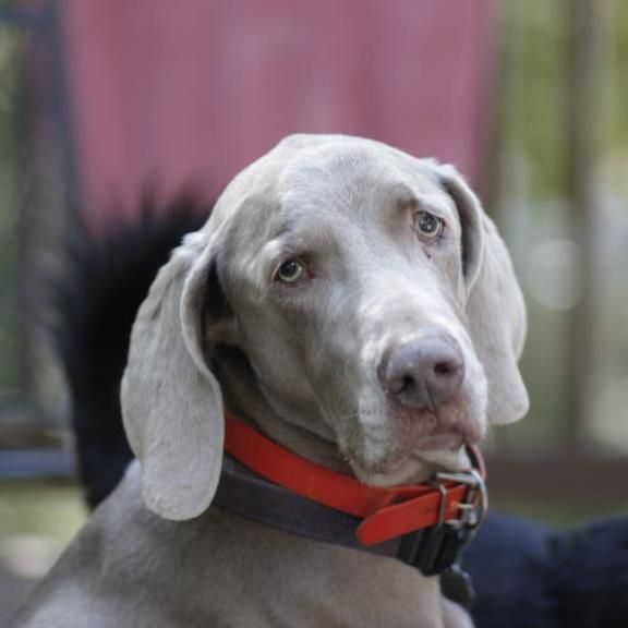 lucky dog training collar