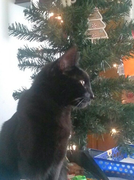 My Black Kitten Christmas 2015 she is a few years 