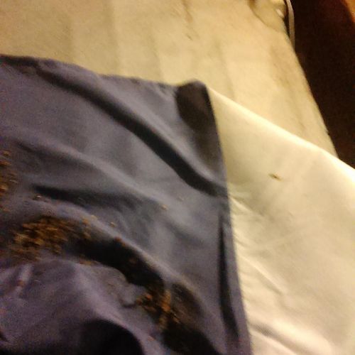 Found a bed bug infestation on a pest evaluation 