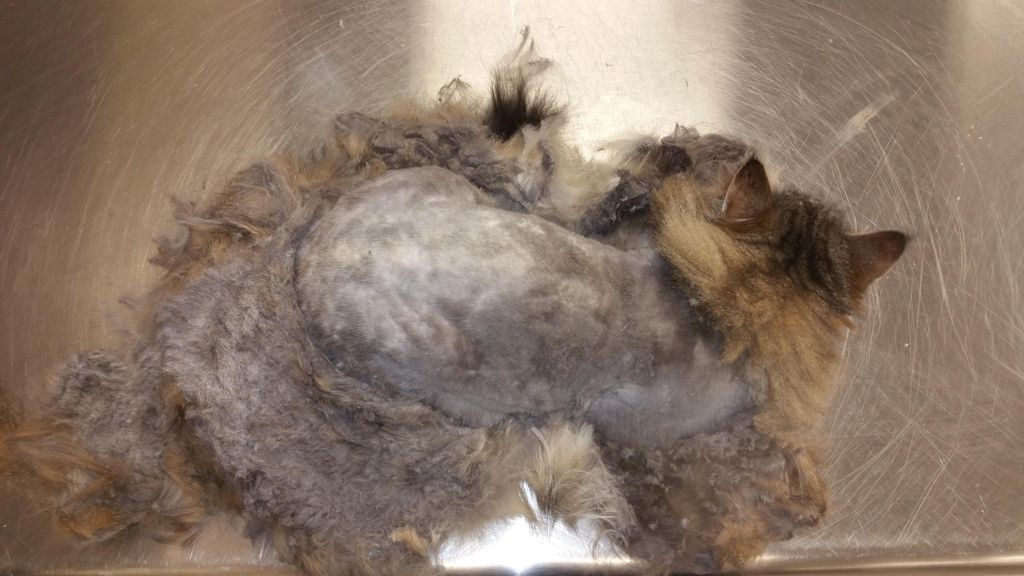 Dematting is additional $$$ above our regular pric