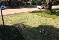 After Sod installation