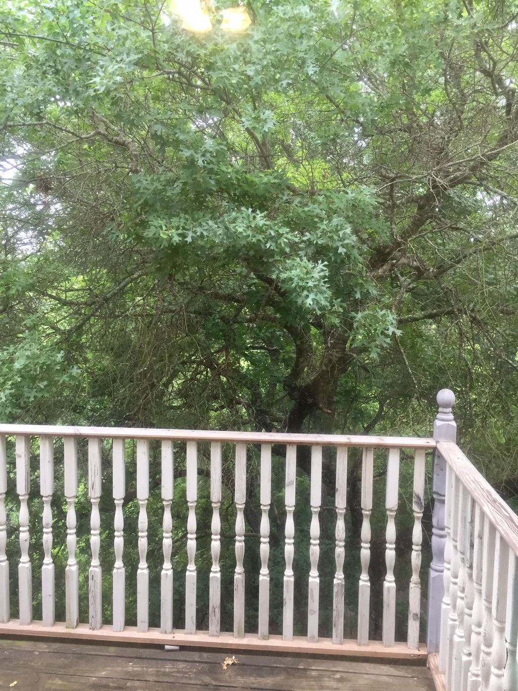 This is the tree you will look out upon as we do y