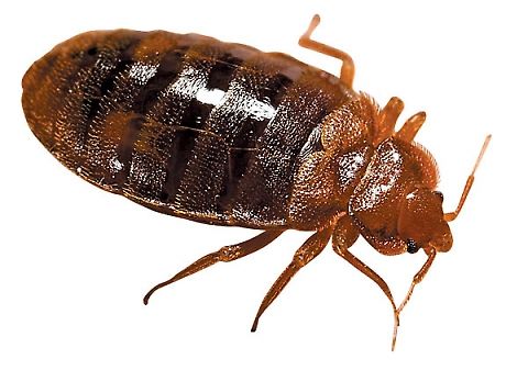 Bed Bugs treatment?