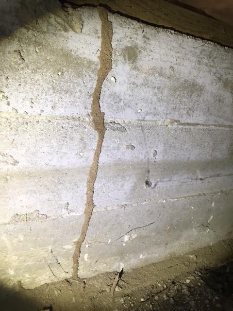 Subterranean Termite Mud Tube.