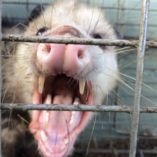 Opossum showing his teeth