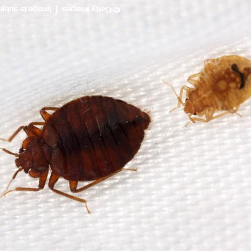 Adult and a young bedbug