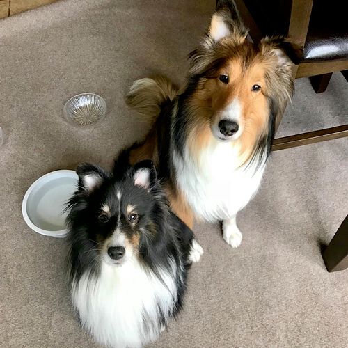 Jake and Corey waiting for a cookie as I petsit th