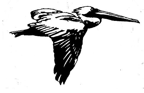 Black Pelican Designs