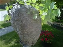 Baldface hornets can be dangerous especially when 