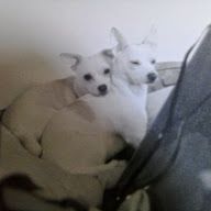 Daisy Mae and Trixie My Chihuahua/Terrier Mix, and