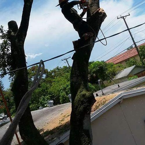          removing tree on top of the roof