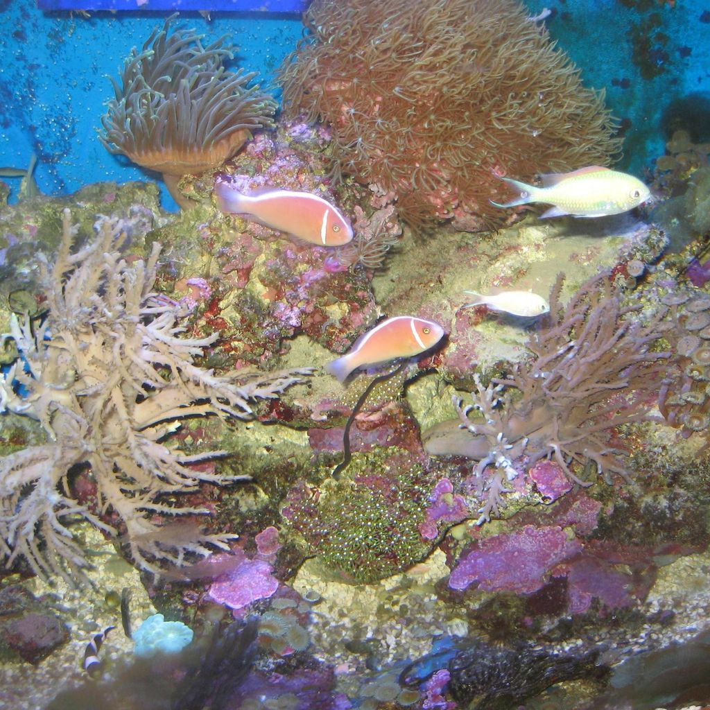 Zed's mini reef