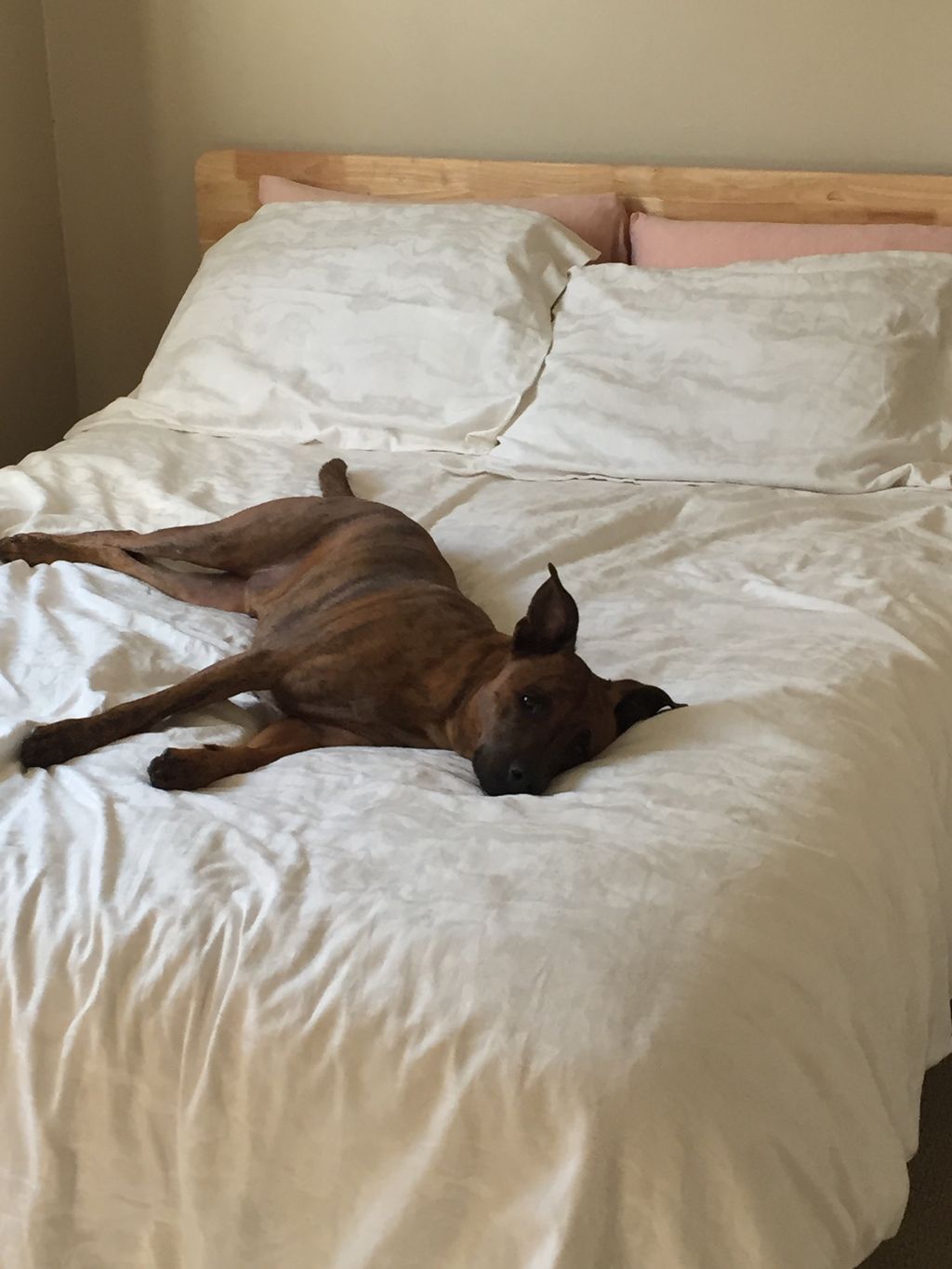 Tanner resting after his walk