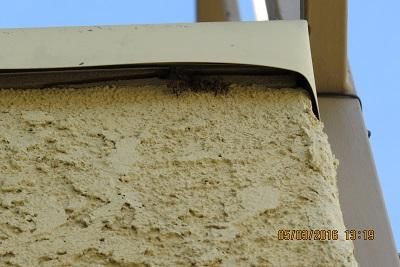 Second deck access, hive in patio floor