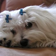 This is my precious Low Rider, aka Princess Lolo. 