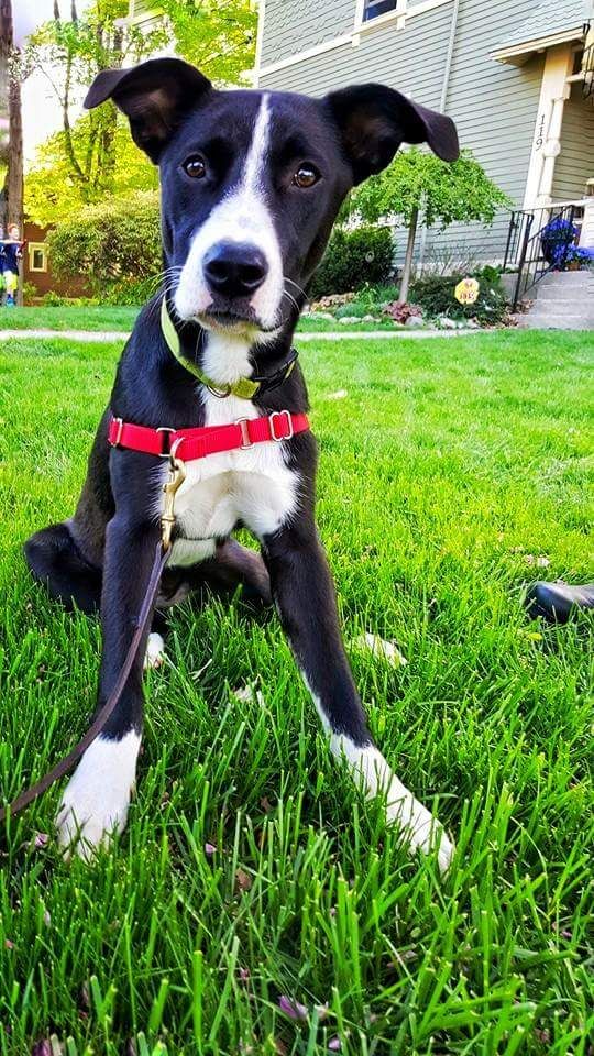 Hound Mix Thumbtack
In Newton. 

 
Puppy.