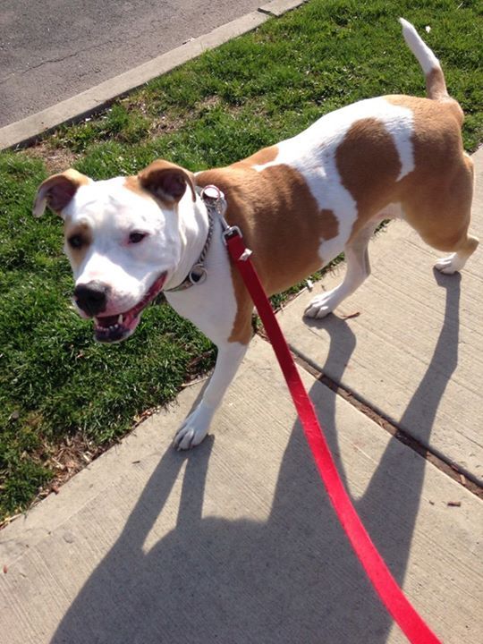 Lucy going for her walk