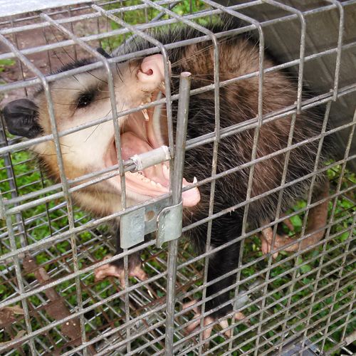 Nuisance opossum trapping