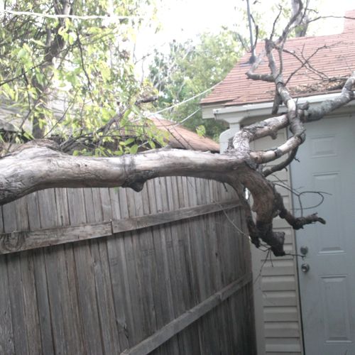 We will do Removal of branches casing hazards.