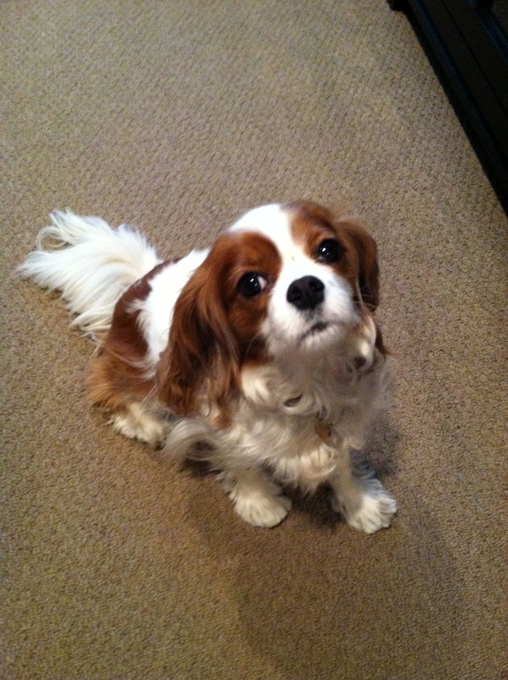 Gracie, client since 2013