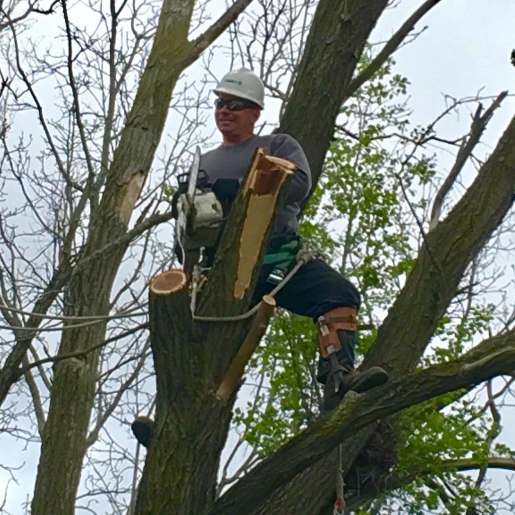 Notch It Tree Trimming & Removal