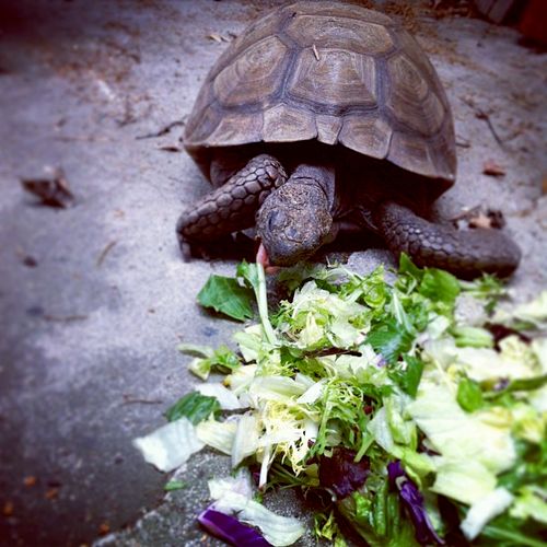 Old Man and his greens feast.