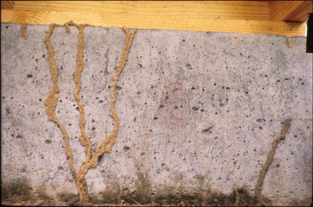 Subterranean termite tunnels